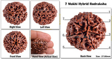 Load image into Gallery viewer, 7 Mukhi Hybrid Rudraksha - Bead No. 14