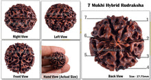 Load image into Gallery viewer, 7 Mukhi Hybrid Rudraksha - Bead No. 1