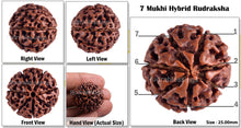 Load image into Gallery viewer, 7 Mukhi Hybrid Rudraksha - Bead No. 2