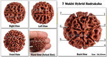 Load image into Gallery viewer, 7 Mukhi Hybrid Rudraksha - Bead No. 3