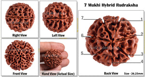 7 Mukhi Hybrid Rudraksha - Bead No. 3
