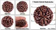 Load image into Gallery viewer, 7 Mukhi Hybrid Rudraksha - Bead No. 4