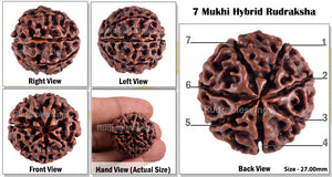 7 Mukhi Hybrid Rudraksha - Bead No. 4