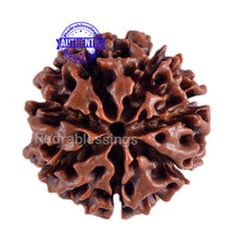 Load image into Gallery viewer, 7 Mukhi Hybrid Rudraksha - Bead No. 5