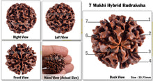 Load image into Gallery viewer, 7 Mukhi Hybrid Rudraksha - Bead No. 5