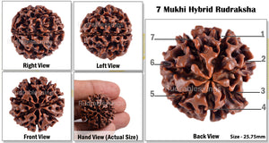 7 Mukhi Hybrid Rudraksha - Bead No. 5