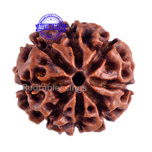 Load image into Gallery viewer, 7 Mukhi Hybrid Rudraksha - Bead No. 6
