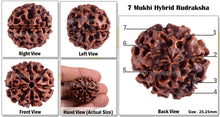Load image into Gallery viewer, 7 Mukhi Hybrid Rudraksha - Bead No. 6