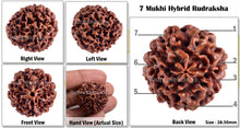 Load image into Gallery viewer, 7 Mukhi Hybrid Rudraksha - Bead No. 7