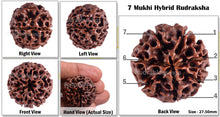 Load image into Gallery viewer, 7 Mukhi Hybrid Rudraksha - Bead No. 8
