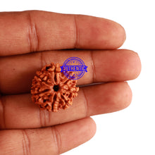 Load image into Gallery viewer, 7 Mukhi Nepalese Rudraksha - Bead No 271