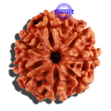 Load image into Gallery viewer, 7 Mukhi Nepalese Rudraksha - Bead No 271