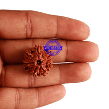 Load image into Gallery viewer, 7 Mukhi Nepalese Rudraksha - Bead No 274