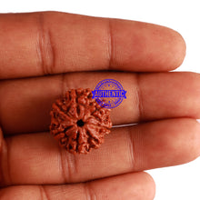 Load image into Gallery viewer, 7 Mukhi Nepalese Rudraksha - Bead No 322