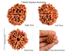 Load image into Gallery viewer, 7 Mukhi Nepalese Rudraksha - Bead No. 36