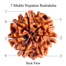 Load image into Gallery viewer, 7 Mukhi Nepalese Rudraksha - Bead No. 36