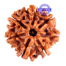 Load image into Gallery viewer, 7 Mukhi Nepalese Rudraksha - Bead No. 36