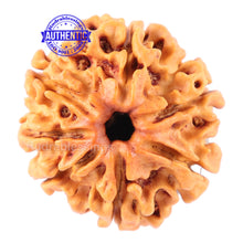 Load image into Gallery viewer, 7 Mukhi Nepalese Rudraksha - Bead No. 51