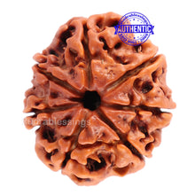 Load image into Gallery viewer, 7 Mukhi Nepalese Rudraksha - Bead No. 52
