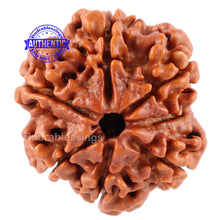 Load image into Gallery viewer, 7 Mukhi Nepalese Rudraksha - Bead No. 57