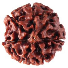 Load image into Gallery viewer, 7 Mukhi Hybrid Rudraksha - Bead No. 15