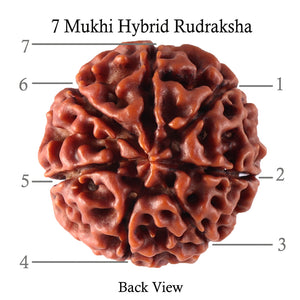 7 Mukhi Hybrid Rudraksha - Bead No. 16