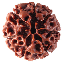 Load image into Gallery viewer, 7 Mukhi Hybrid Rudraksha - Bead No. 17