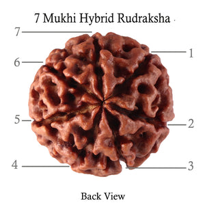 7 Mukhi Hybrid Rudraksha - Bead No. 18