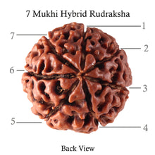 Load image into Gallery viewer, 7 Mukhi Hybrid Rudraksha - Bead No. 21