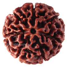 Load image into Gallery viewer, 7 Mukhi Hybrid Rudraksha - Bead No. 22