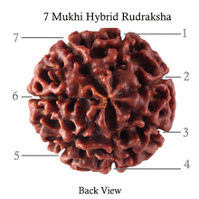 Load image into Gallery viewer, 7 Mukhi Hybrid Rudraksha - Bead No. 22