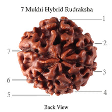 Load image into Gallery viewer, 7 Mukhi Hybrid Rudraksha - Bead No. 23