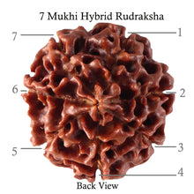 Load image into Gallery viewer, 7 Mukhi Hybrid Rudraksha - Bead No. 24