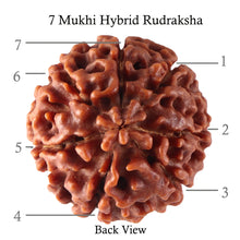 Load image into Gallery viewer, 7 Mukhi Hybrid Rudraksha - Bead No. 25
