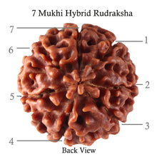 Load image into Gallery viewer, 7 Mukhi Hybrid Rudraksha - Bead No. 25