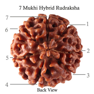 7 Mukhi Hybrid Rudraksha - Bead No. 25