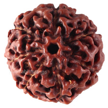 Load image into Gallery viewer, 7 Mukhi Hybrid Rudraksha - Bead No. 26
