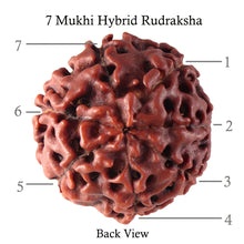 Load image into Gallery viewer, 7 Mukhi Hybrid Rudraksha - Bead No. 26