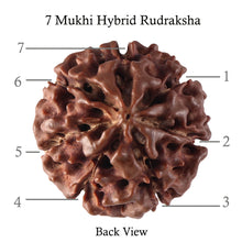Load image into Gallery viewer, 7 Mukhi Hybrid Rudraksha - Bead No. 27