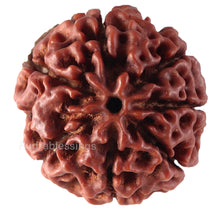 Load image into Gallery viewer, 7 Mukhi Hybrid Rudraksha - Bead No. 28
