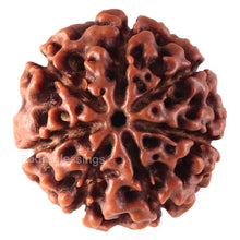 Load image into Gallery viewer, 7 Mukhi Hybrid Rudraksha - Bead No. 30