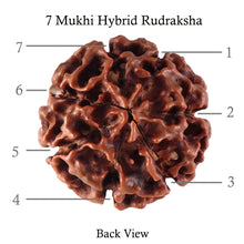Load image into Gallery viewer, 7 Mukhi Hybrid Rudraksha - Bead No. 31