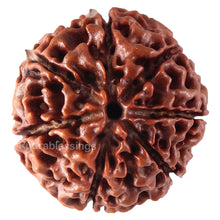 Load image into Gallery viewer, 7 Mukhi Hybrid Rudraksha - Bead No. 32