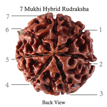 Load image into Gallery viewer, 7 Mukhi Hybrid Rudraksha - Bead No. 32
