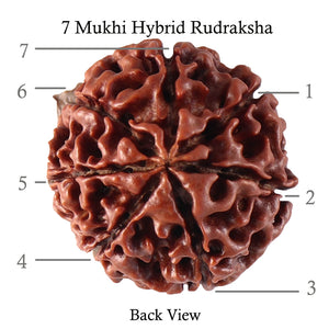 7 Mukhi Hybrid Rudraksha - Bead No. 32