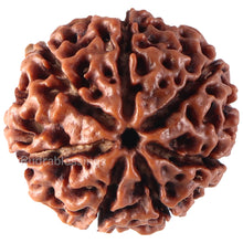 Load image into Gallery viewer, 7 Mukhi Hybrid Rudraksha - Bead No. 33