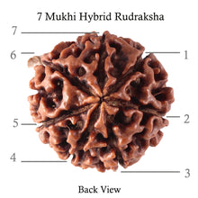 Load image into Gallery viewer, 7 Mukhi Hybrid Rudraksha - Bead No. 33
