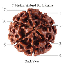 Load image into Gallery viewer, 7 Mukhi Hybrid Rudraksha - Bead No. 34