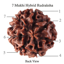 Load image into Gallery viewer, 7 Mukhi Hybrid Rudraksha - Bead No. 35

