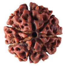 Load image into Gallery viewer, 7 Mukhi Hybrid Rudraksha - Bead No. 37